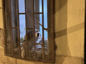 Ein alter Bekannter, aber wo ist sein Kumpel